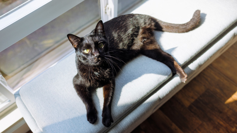 black cat lying next to window