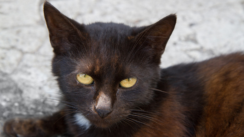 aging black cat