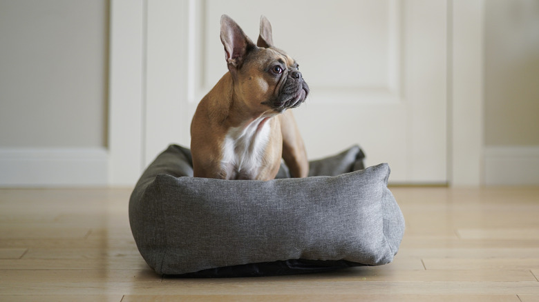 A French bulldog standing up on its dog bed