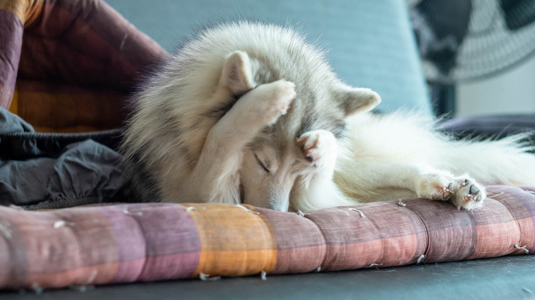 A husky on its bed covering its face and looking down