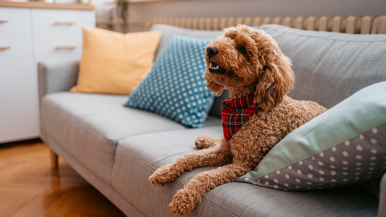 A Labradoodle sits on a couch nestled against pillows