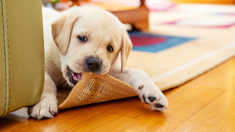 puppy chewing a rug