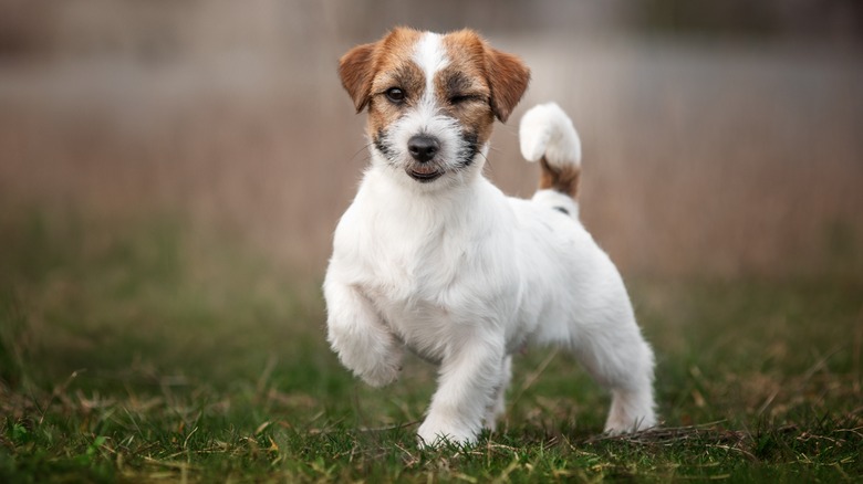 puppy in the grass