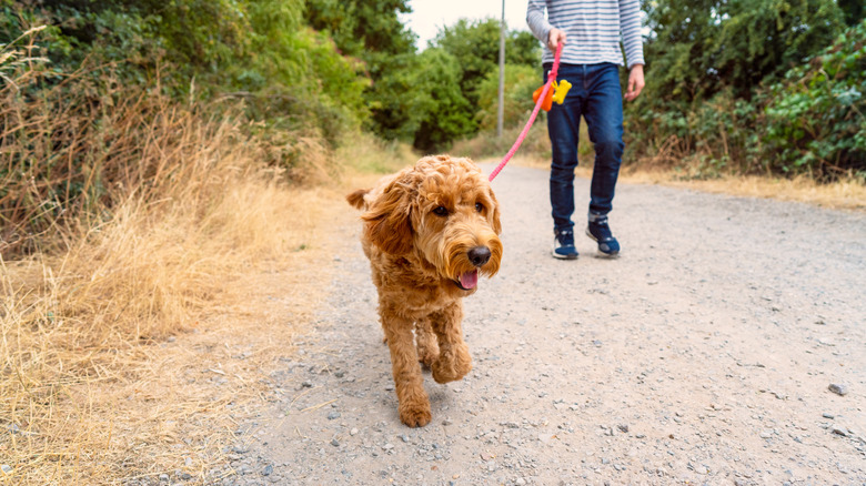 dog walking outside