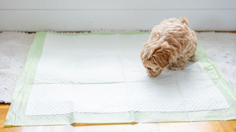 a puppy sniffing a pee pad