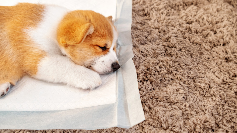 puppy sleeping on pee pad