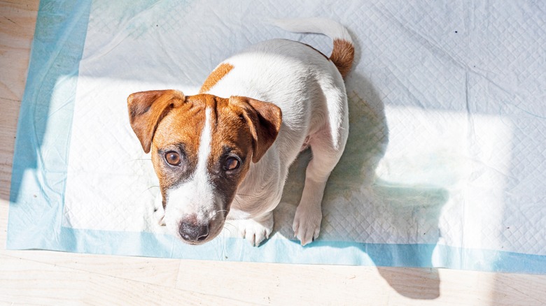 dog sitting on puppy pad