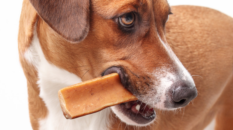 Close up of a dog chewing on a Himalayan Dog Chew