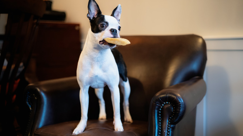 A boston terrier dog holding a yak chew in its mouth