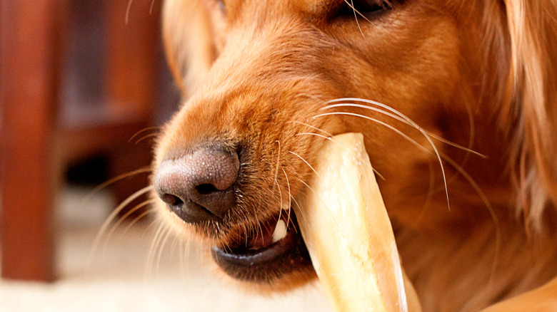 Up close shot of a Golden Retriever chewing on a milk chew