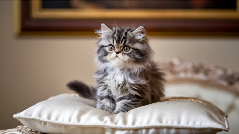 kitten on a silk pillow