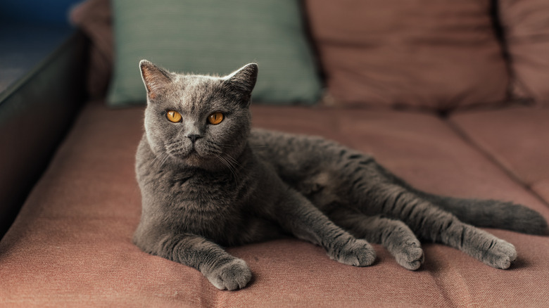 Cat relaxing on microfiber couch