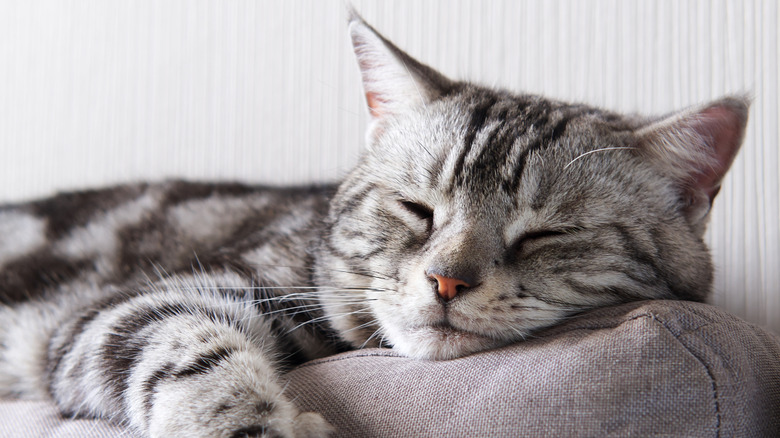 Cat napping on couch