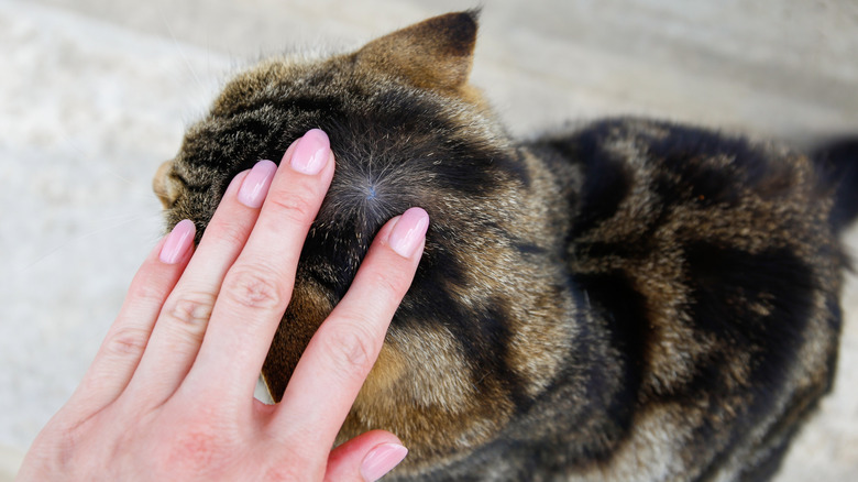 person checking cat's head fur for parasites