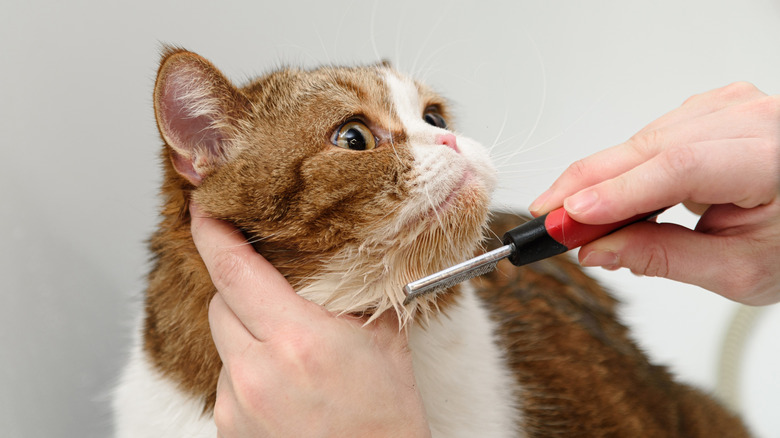 cat having chin fur combed