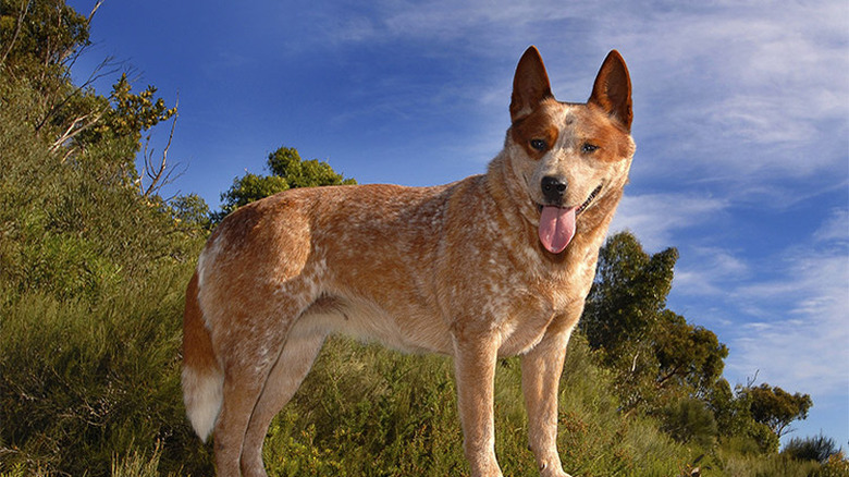 Red heeler outside with tongue hanging out