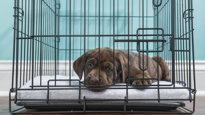 Chocolate Labrador Puppy lying down in a wire crate- 7 weeks old