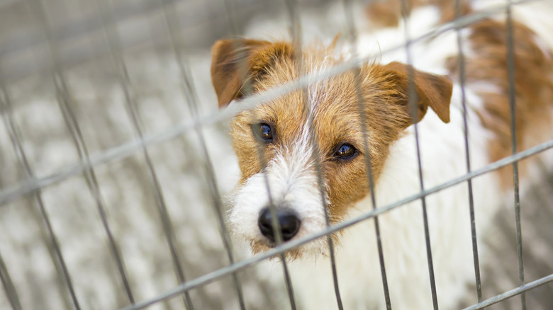 Pet travel, transport. Cute dog puppy looking in the cage.