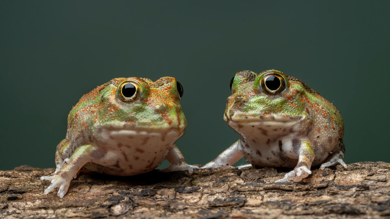 A pair of frogs on a log