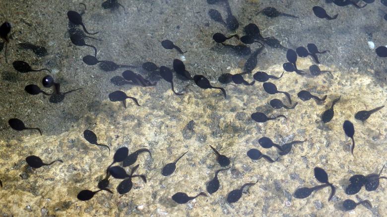 A group of tadpoles swimming around