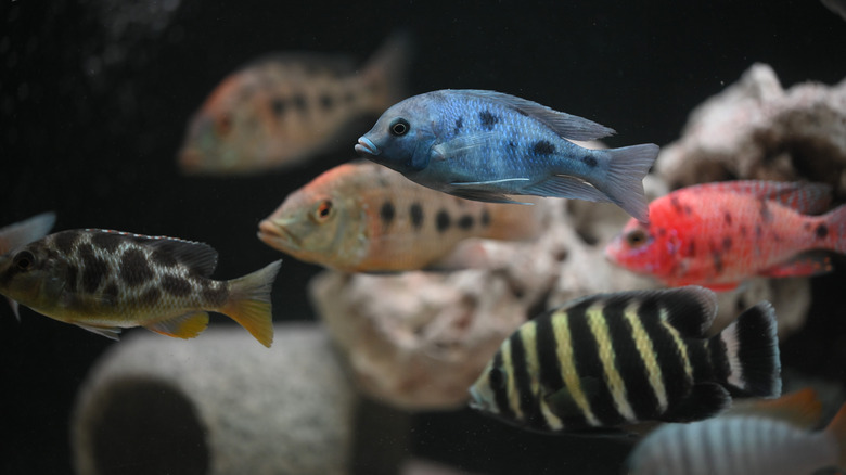 African cichlids in tank