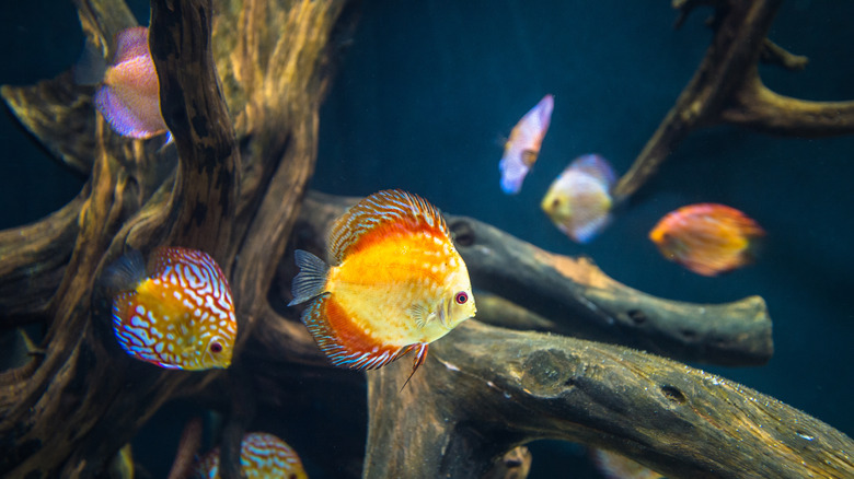 Discus fish in home aquarium