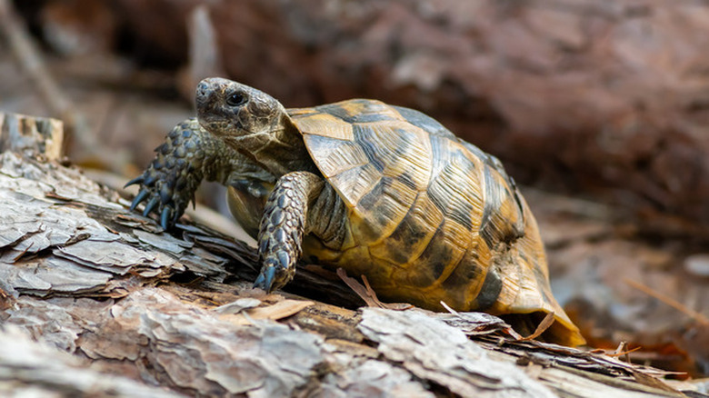 turtle walks across dirt