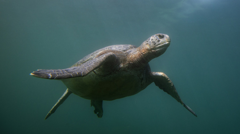 turtle swims underwater