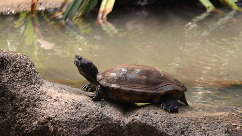 turtle walking across rocks