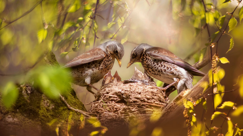 parent birds feeding their chicks in the nest