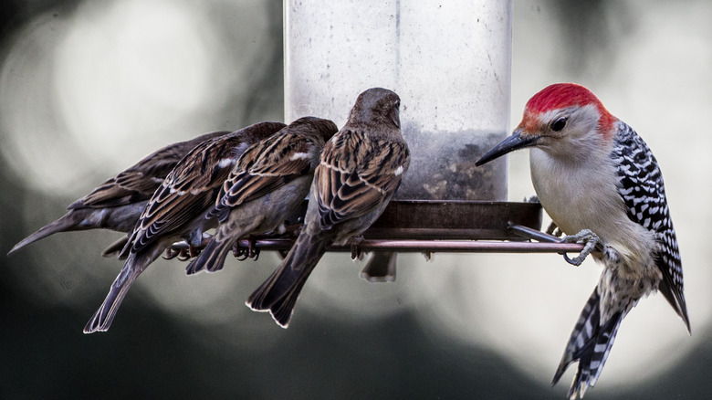 a woodpecker and sparrows at a bird feeder