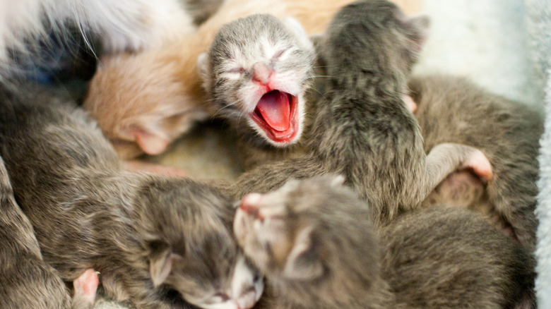 A litter of kittens piled on top of each other