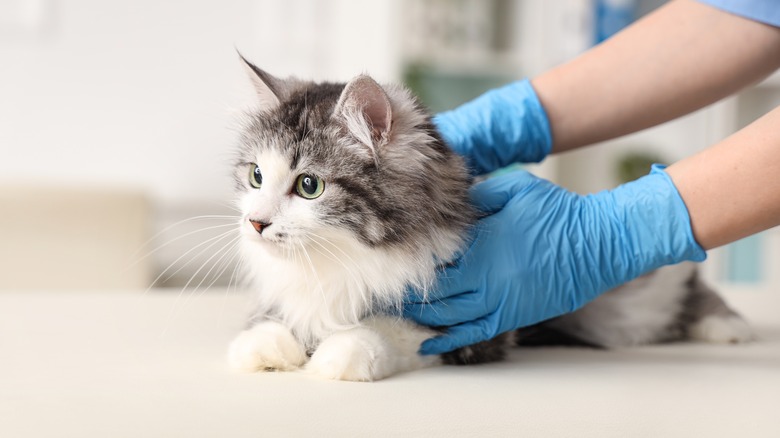 cat at the vet