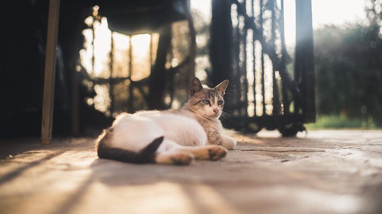 pregnant cat lying outside