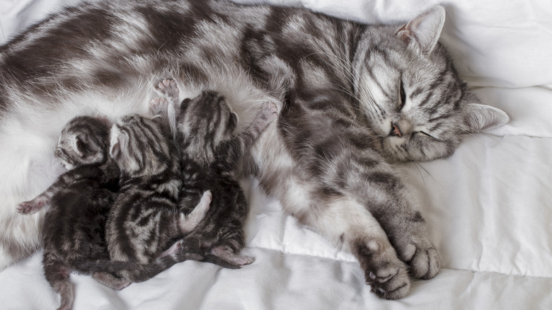 cat nursing three kittens