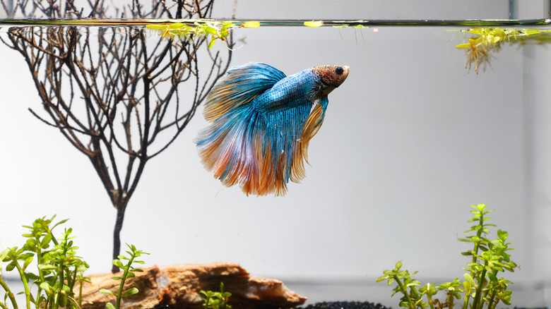 A betta fish in a well-kept tank