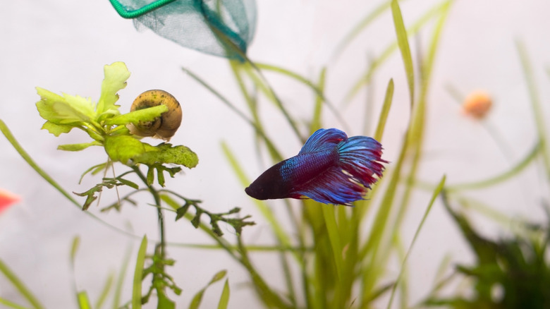 A betta fish with a snail tankmate