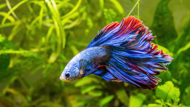 A betta fish in a well decorated tank