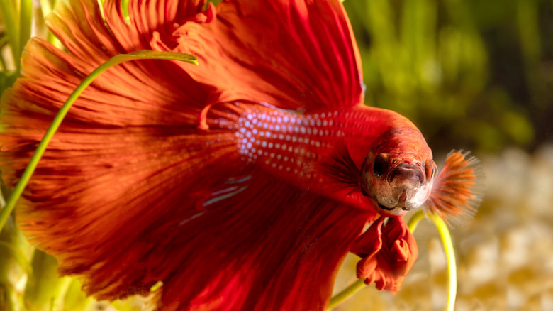 A male halfmoon betta fish