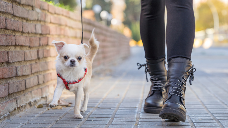 Person wearing boots walking a cream Chihuahua