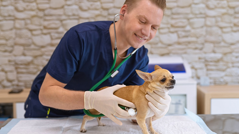 Male veterinarian examining a Chihuahua