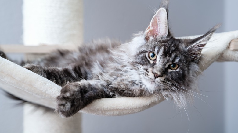 a young Maine coon lying in a hammock