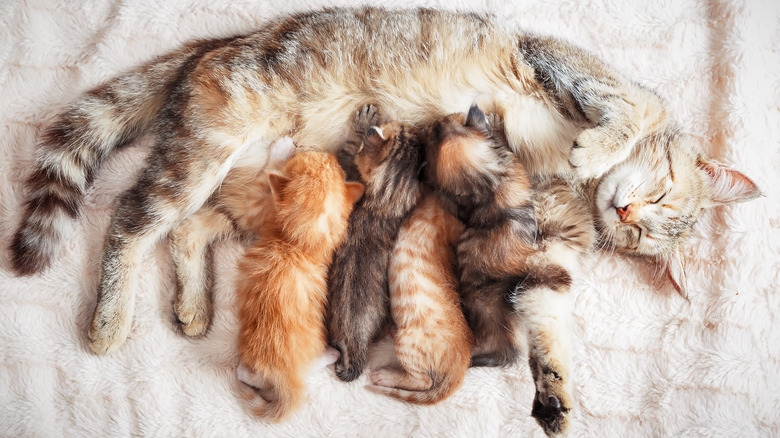 a cat nursing her litter of four kittens