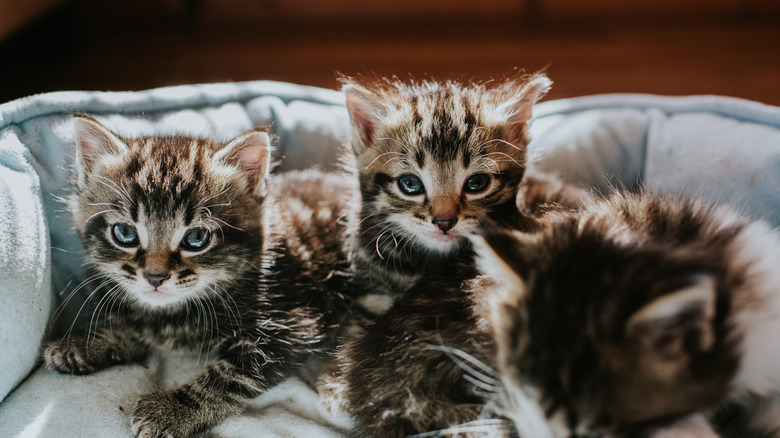 multiple kittens laying in a cat bed