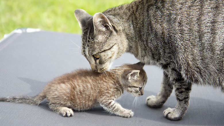 a mom cat with her kitten