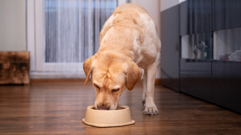 a yellow labrador eating a meal