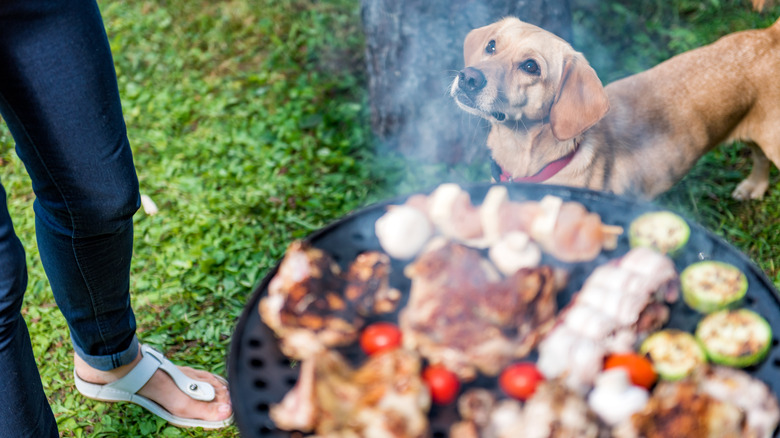 dog next to meat cooking on grill