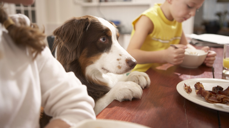 dog at breakfast table near plate of bacon