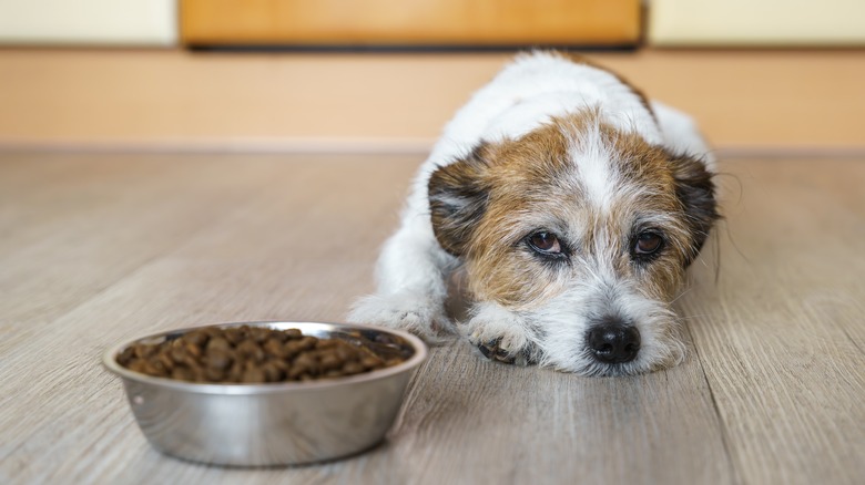 dog lying near food bowl