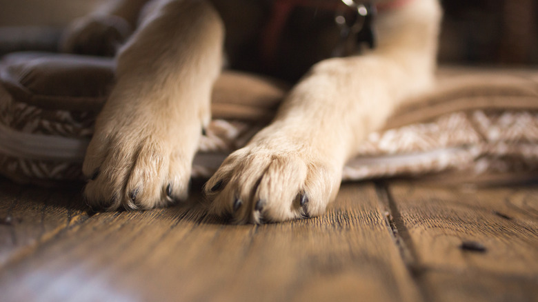 Closeup of German shepherd's paws as it lays on a bed